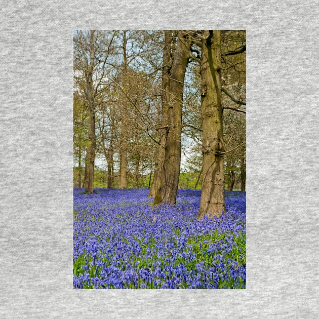 Bluebell Woods Greys Court Oxfordshire England by AndyEvansPhotos